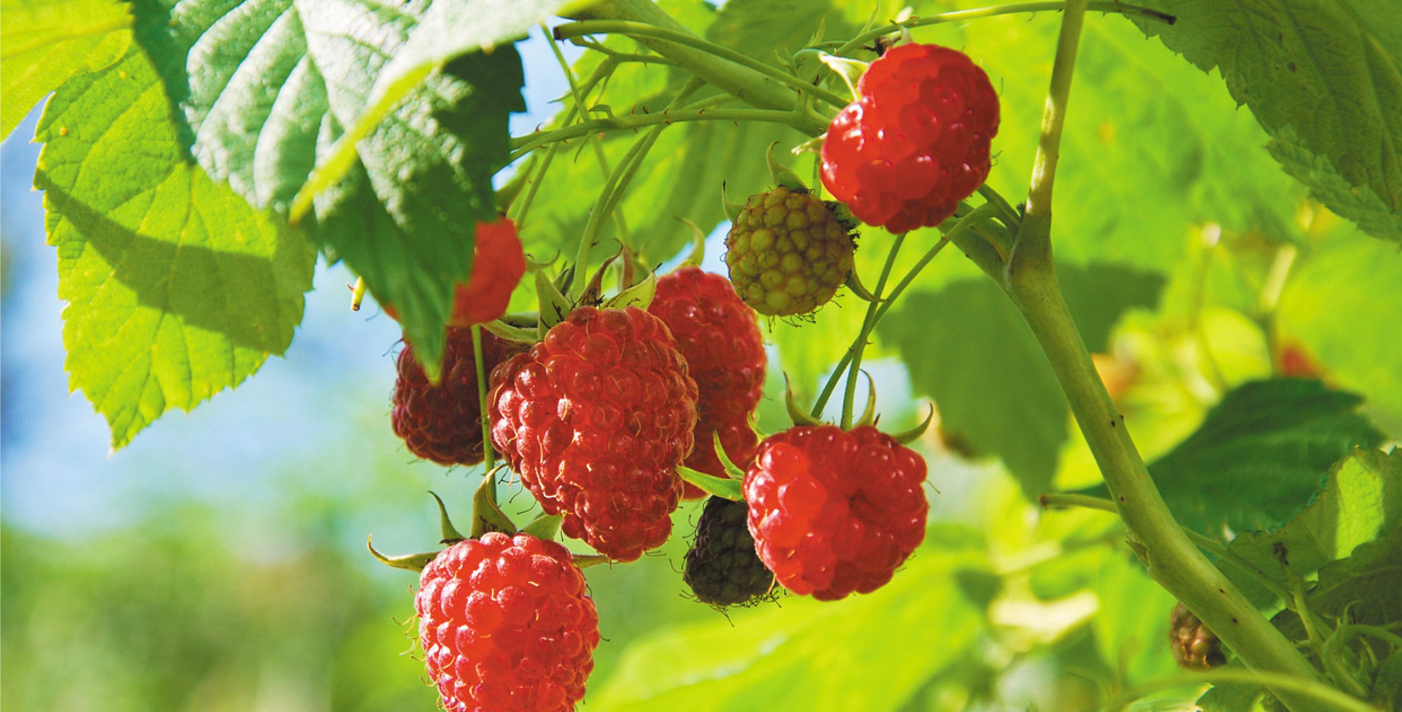Ingredient: Raspberry Extract & Rose Apple Leaf Extract