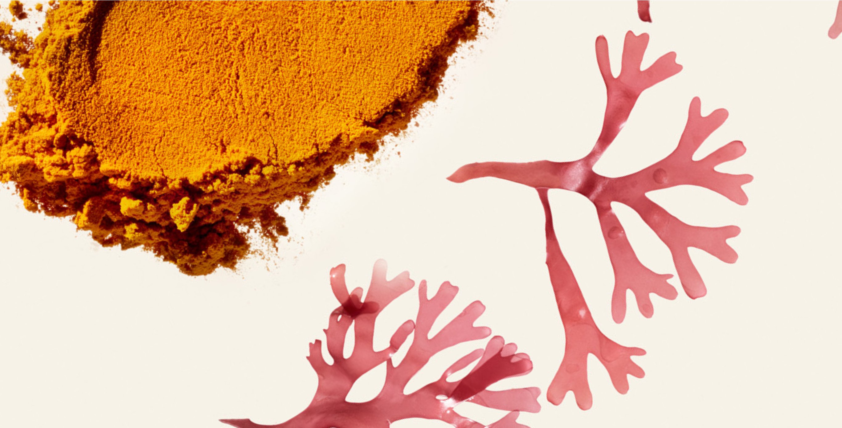 Ingredient: Turmeric Extract