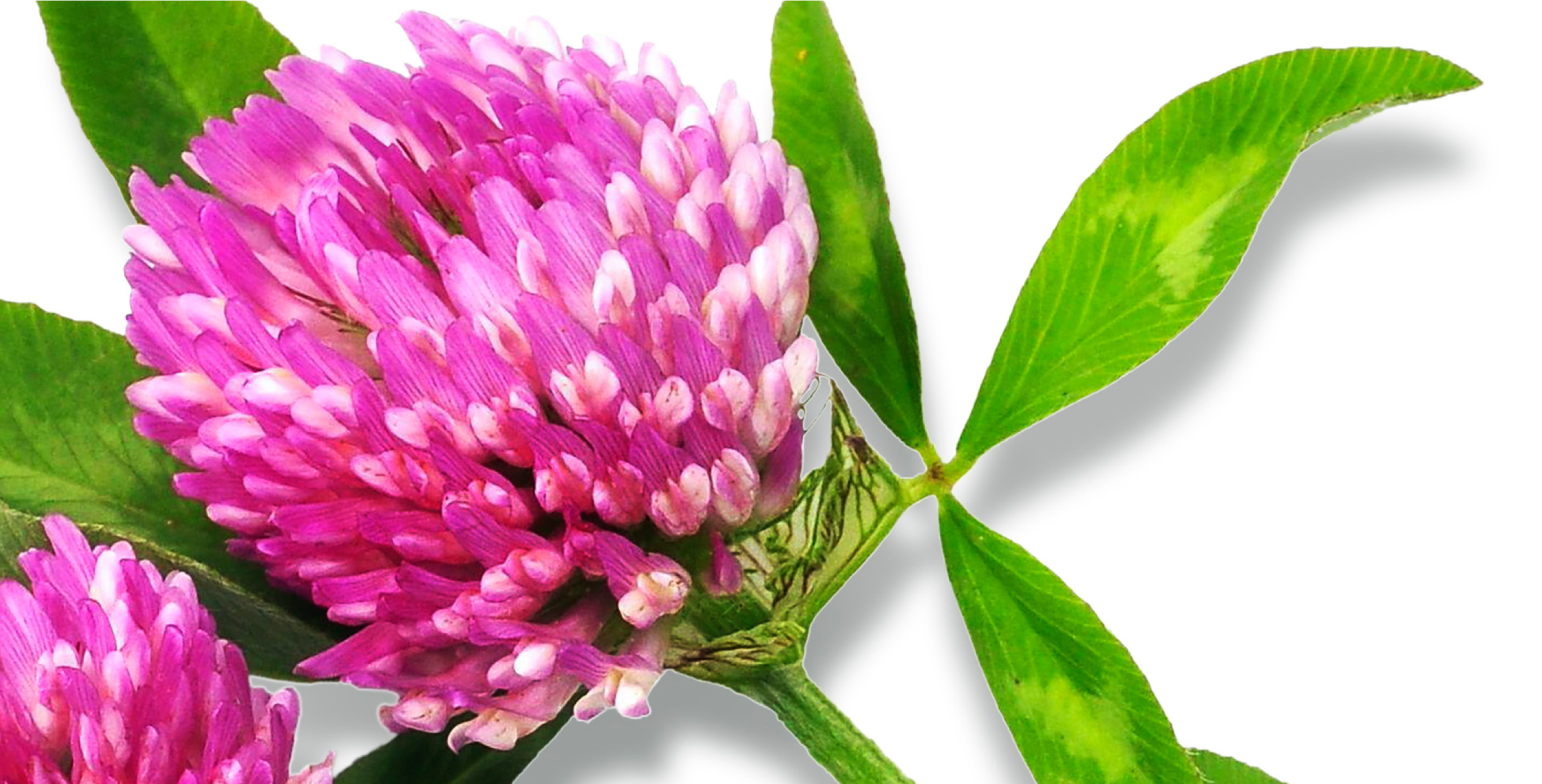 Ingredient: Red Clover Extract