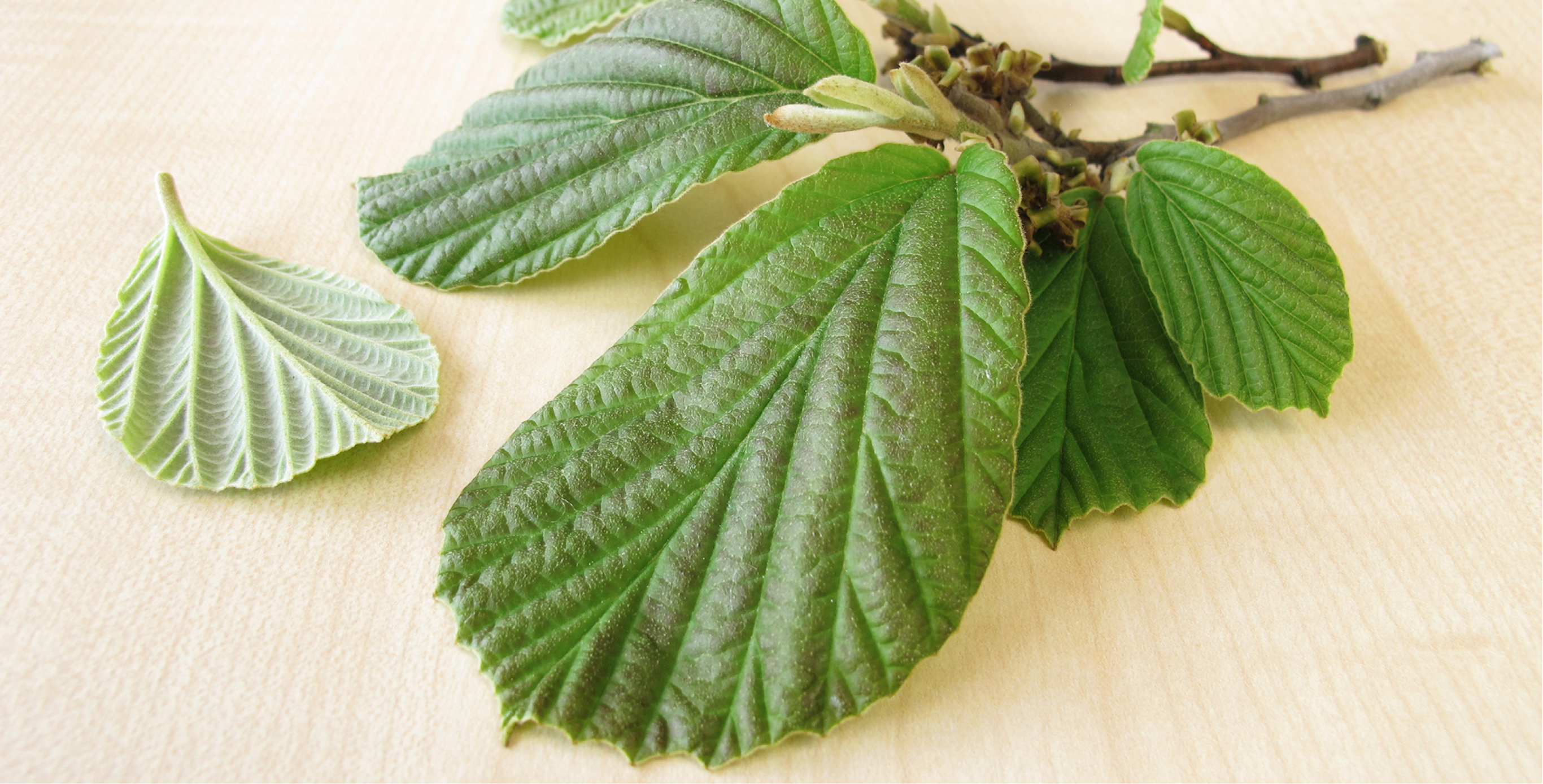 Ingredient: InternalPowerResist technology (featuring ImuCalm Compound&trade;)