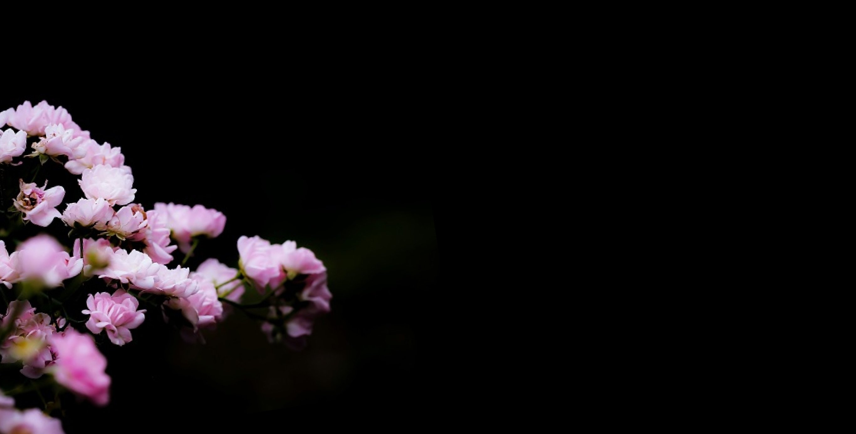 Ingredient: Sakura (Cherry Blossom Leaf) Extract and Peach Leaf Extract