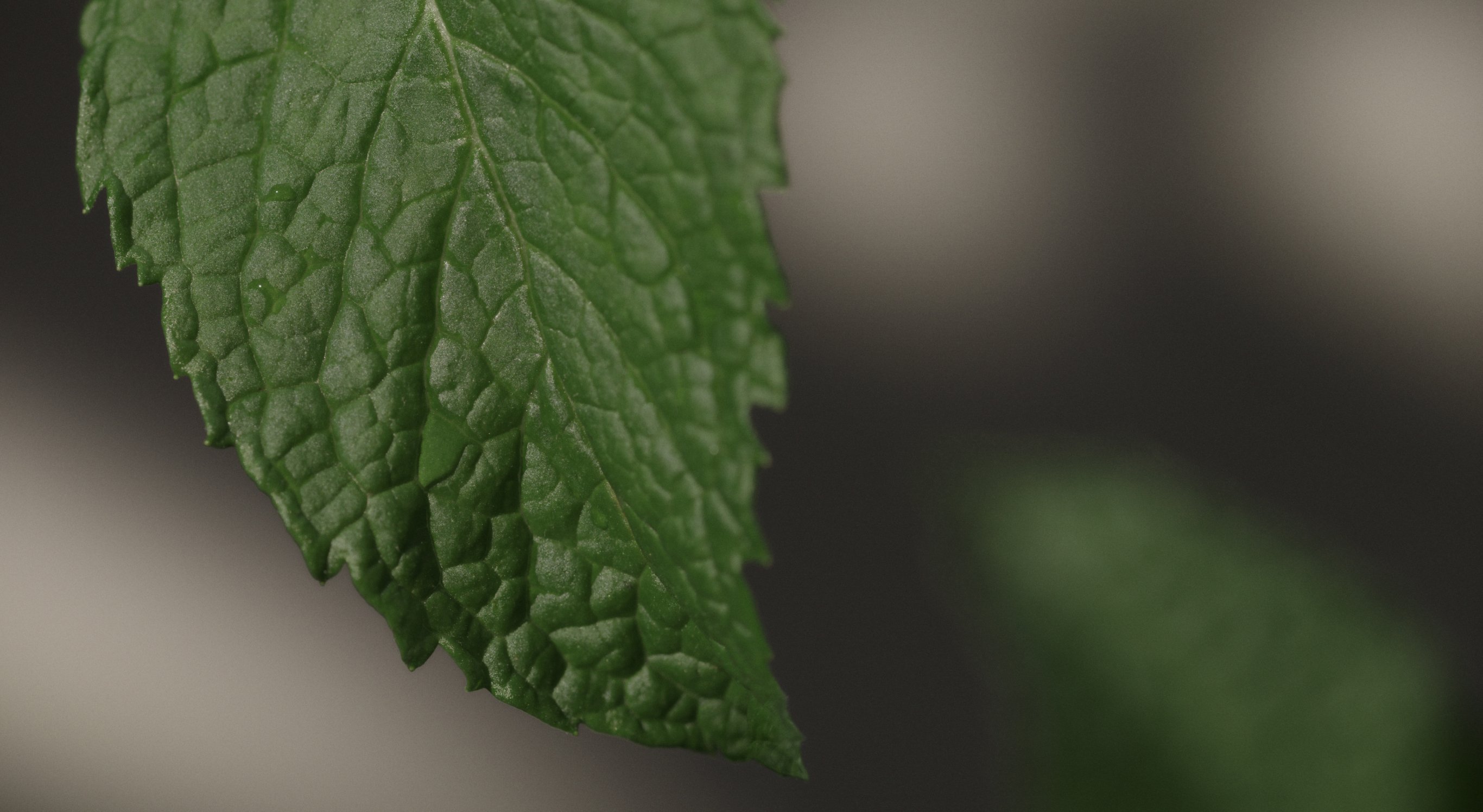 Ingredient: Enmei Herb Complex