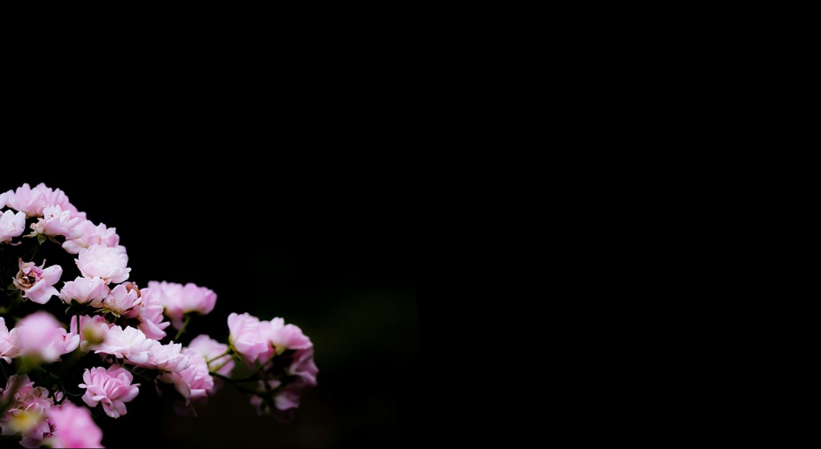 Ingredient: Sakura (Cherry Blossom Leaf) Extract and Peach Leaf Extract