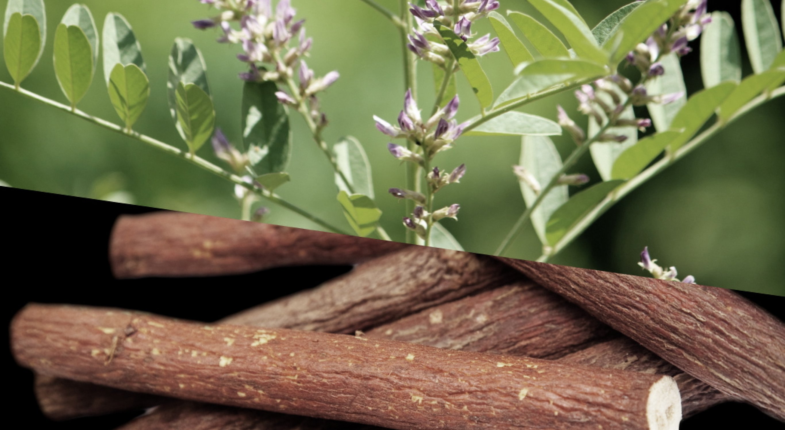 Ingredient: Licorice Extract, Rosemary Extract and Okra Extract