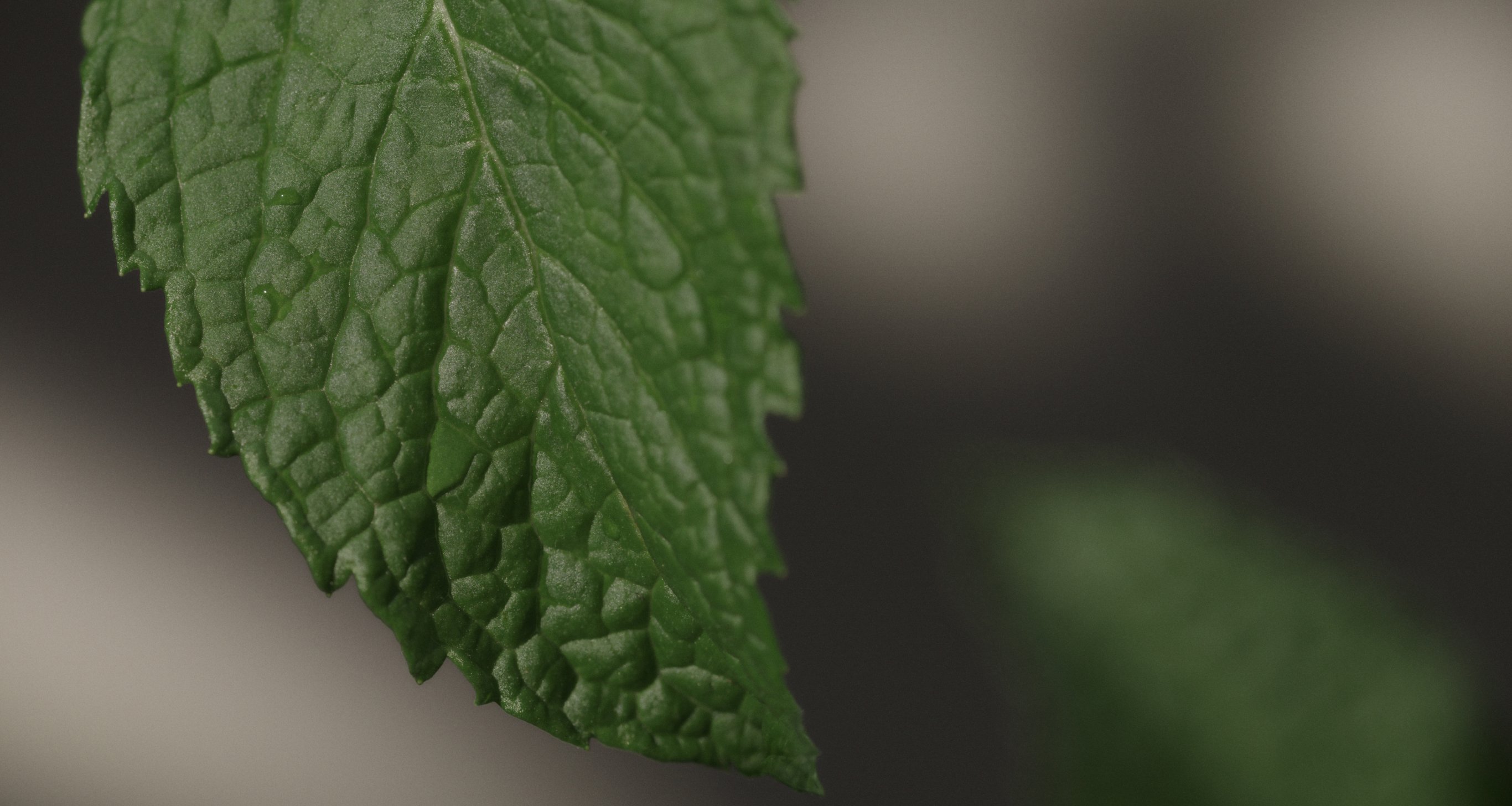 Ingredient: Enmei Herb Complex