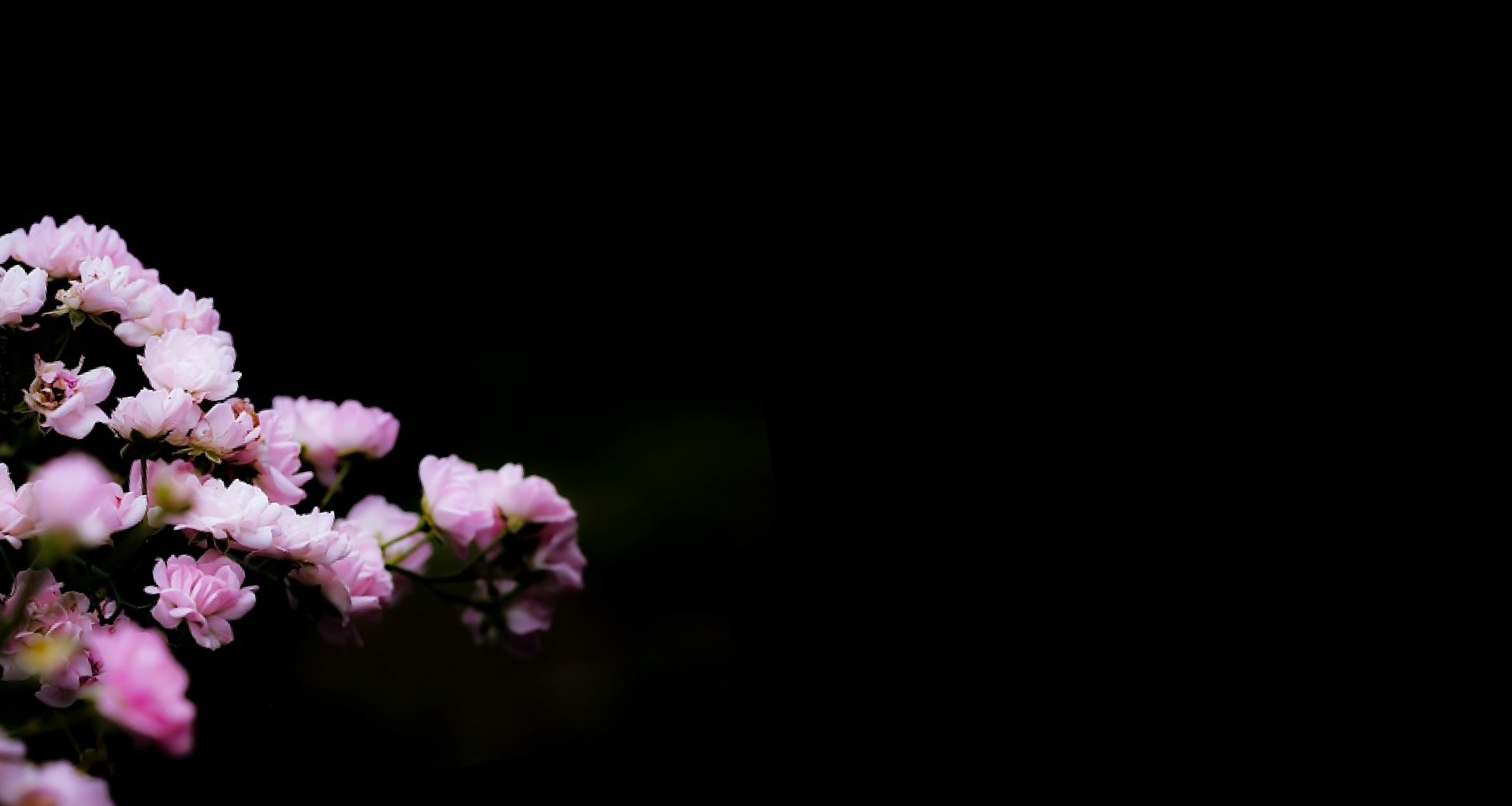 Ingredient: Sakura (Cherry Blossom Leaf) Extract and Peach Leaf Extract