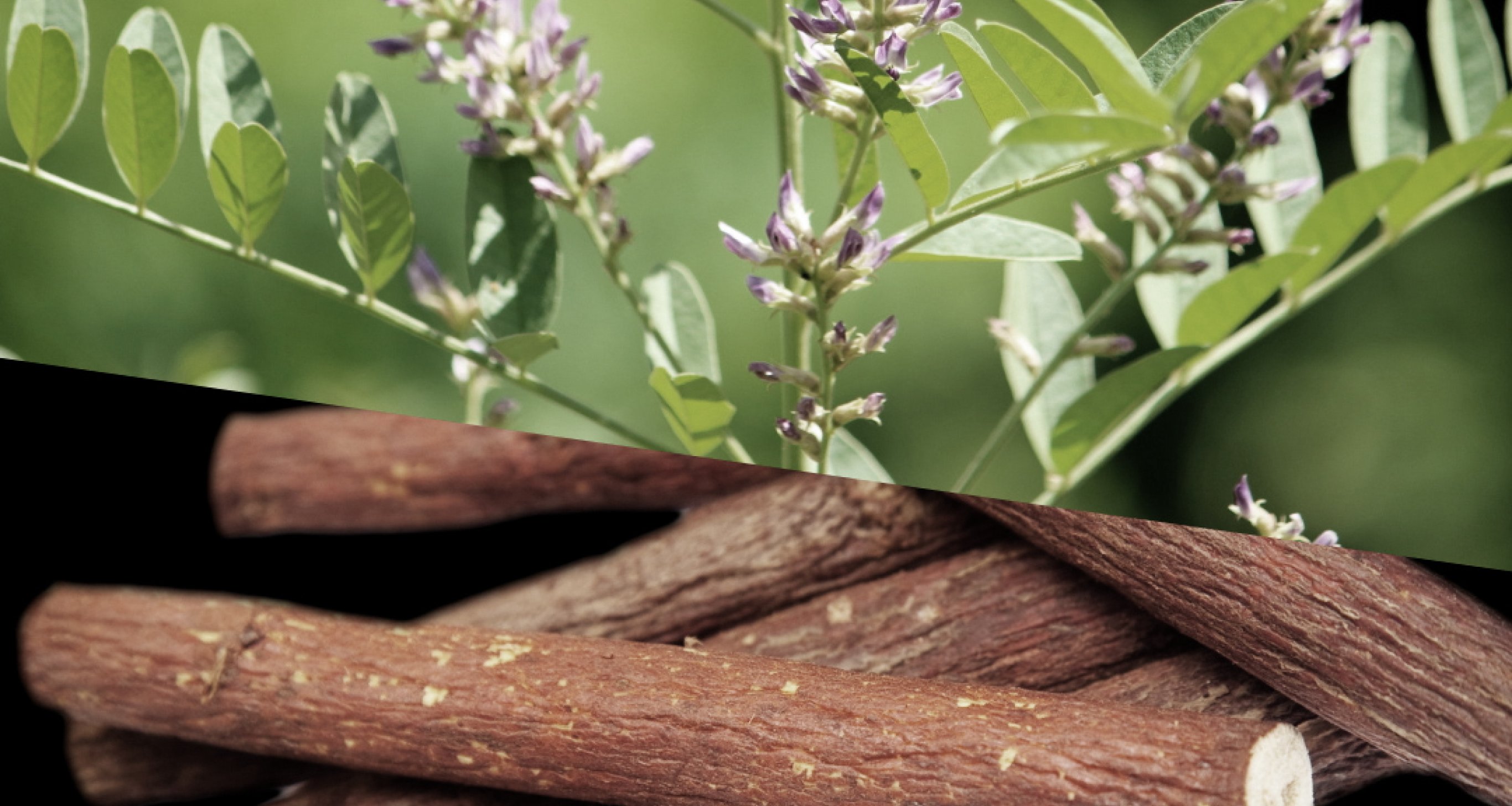 Ingredient: Licorice Extract, Rosemary Extract and Okra Extract