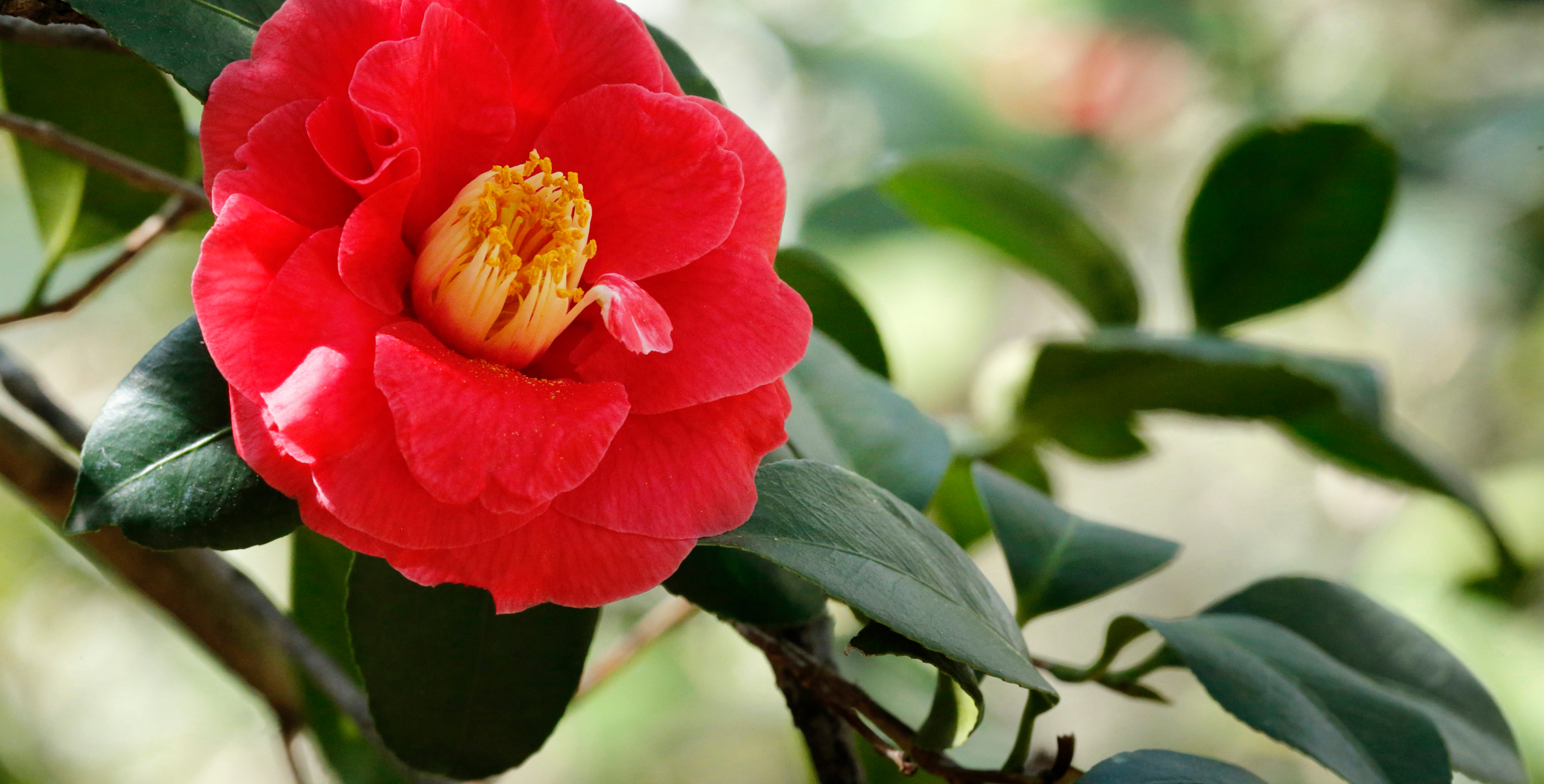 Ingredient: Camellia Seed Extract