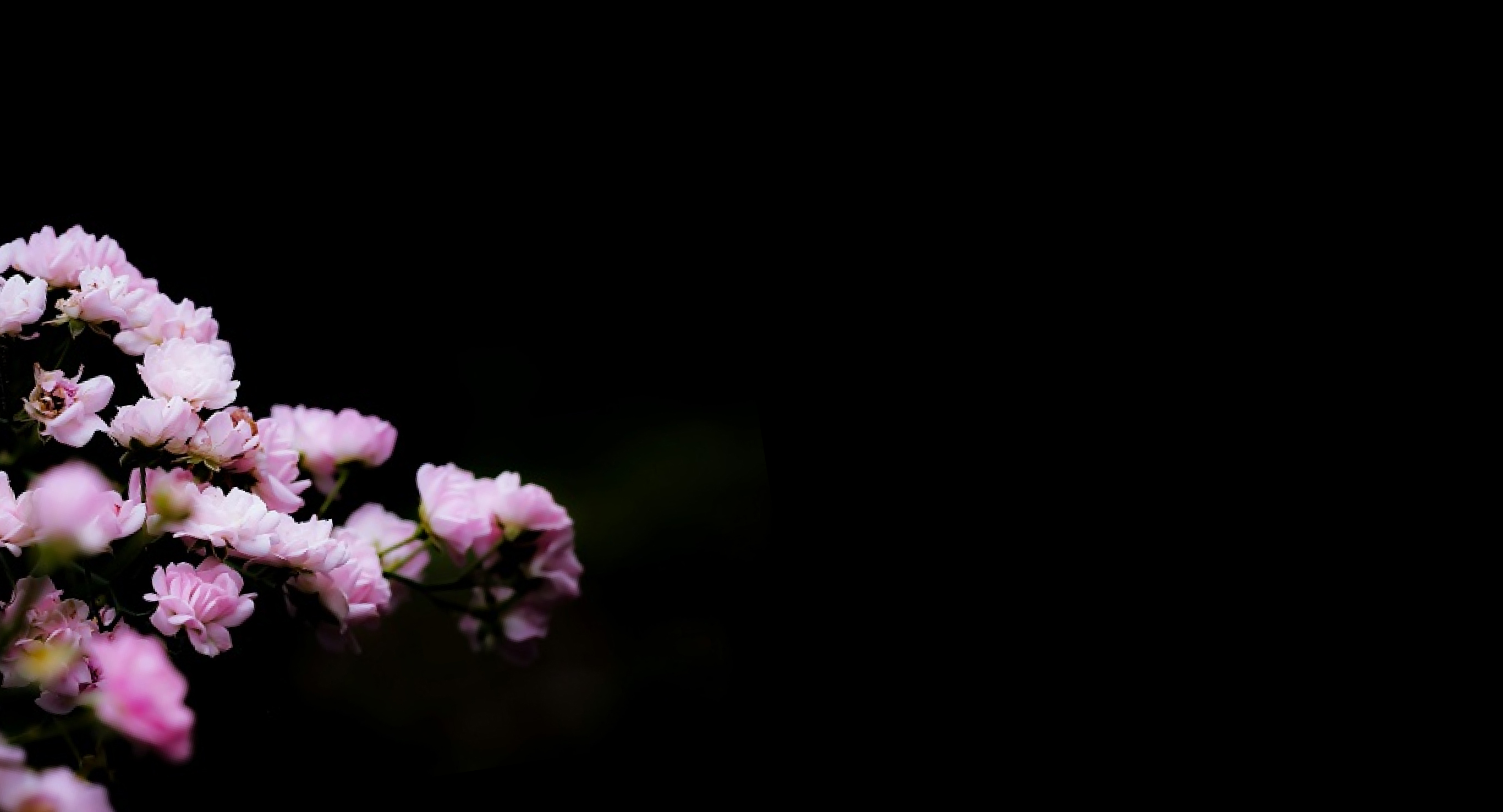 Ingredient: Sakura (Cherry Blossom Leaf) Extract and Peach Leaf Extract