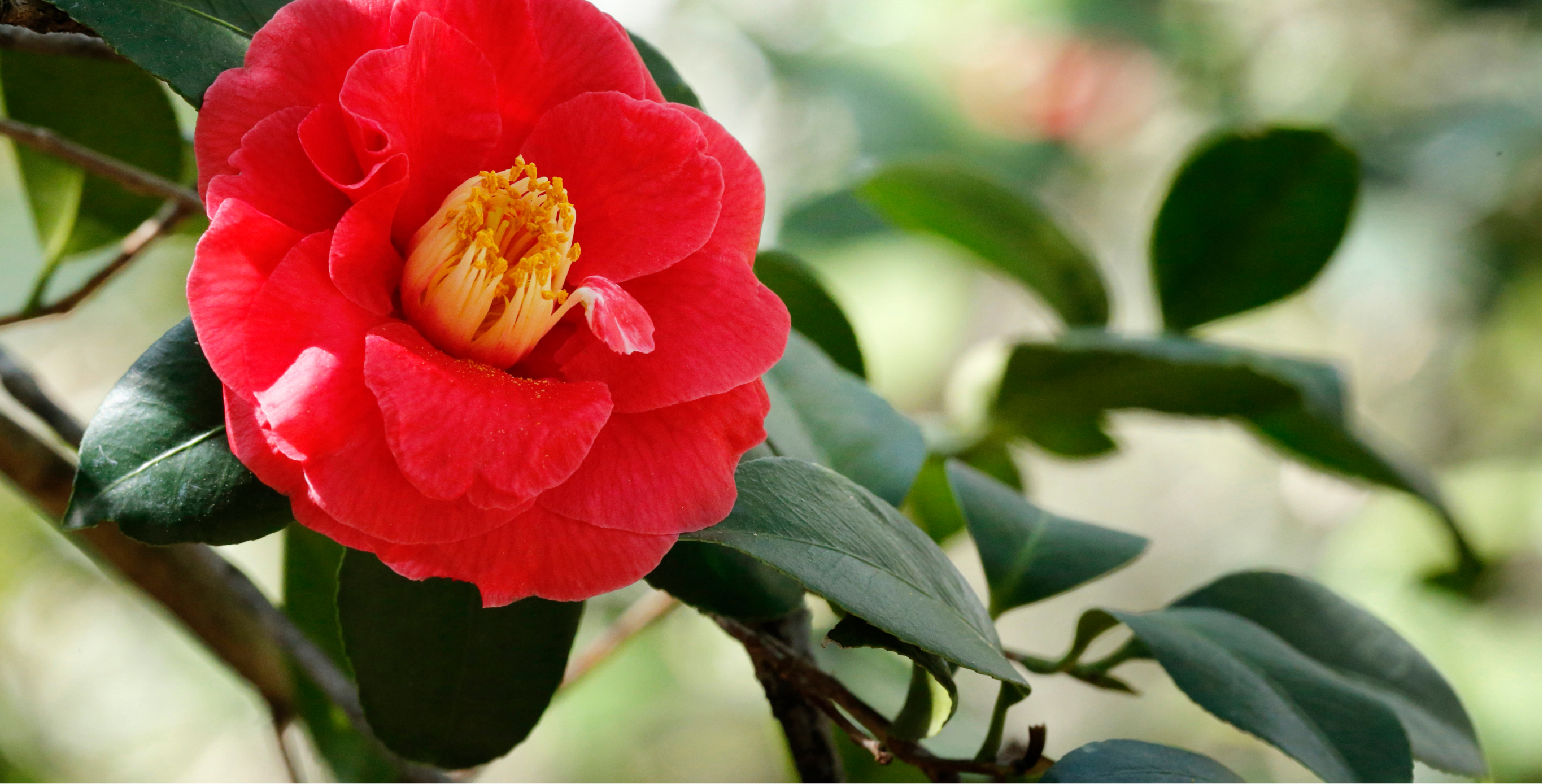 Ingredient: SublimActive (comprised of Camellia Seed Extract)