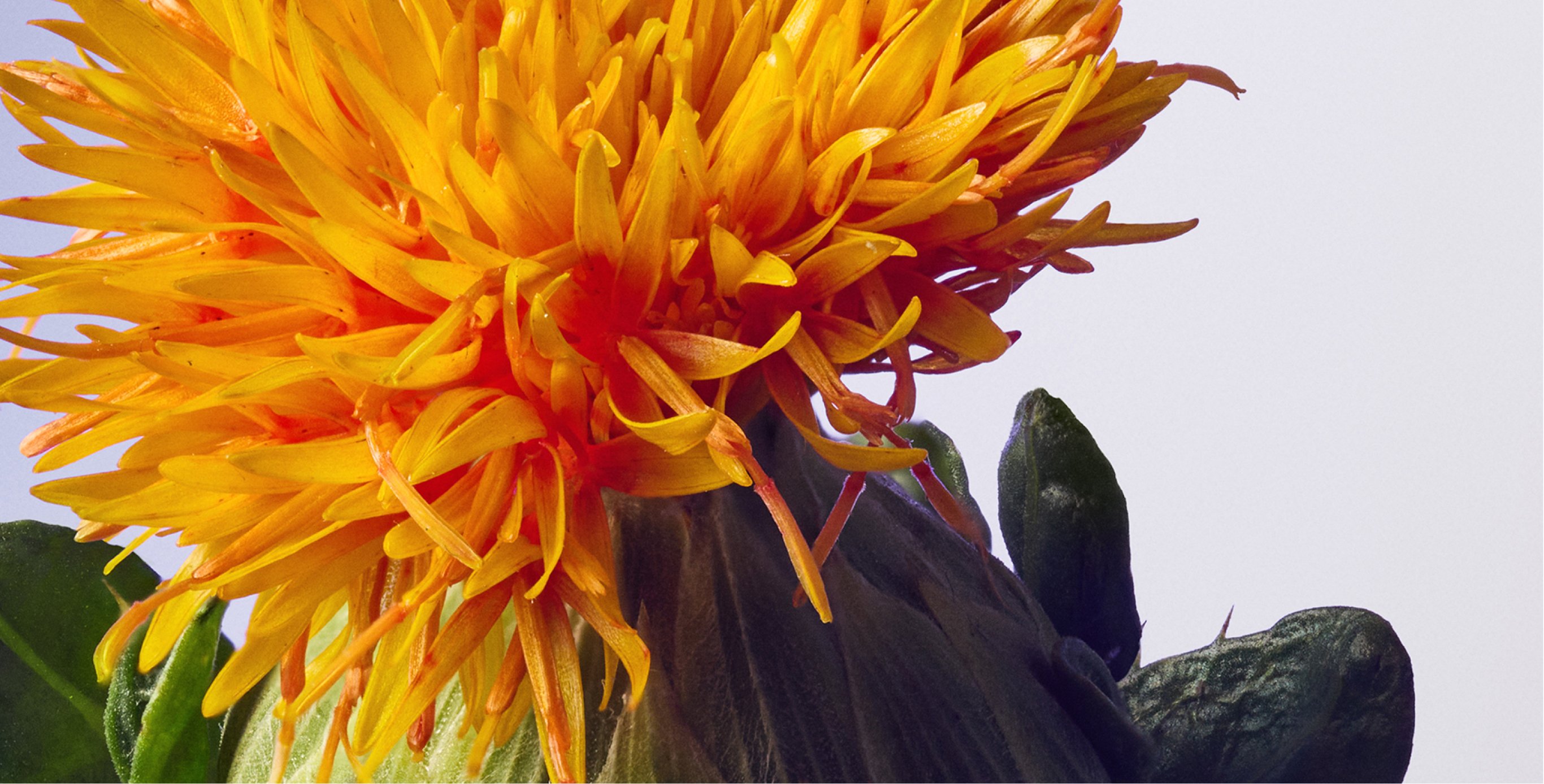 Ingredient: SafflowerRED&trade;