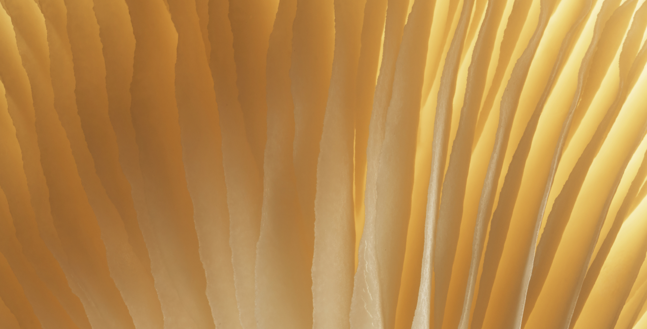 Ingredient: Matsu-ProSculpt Complex with Matsu Extract