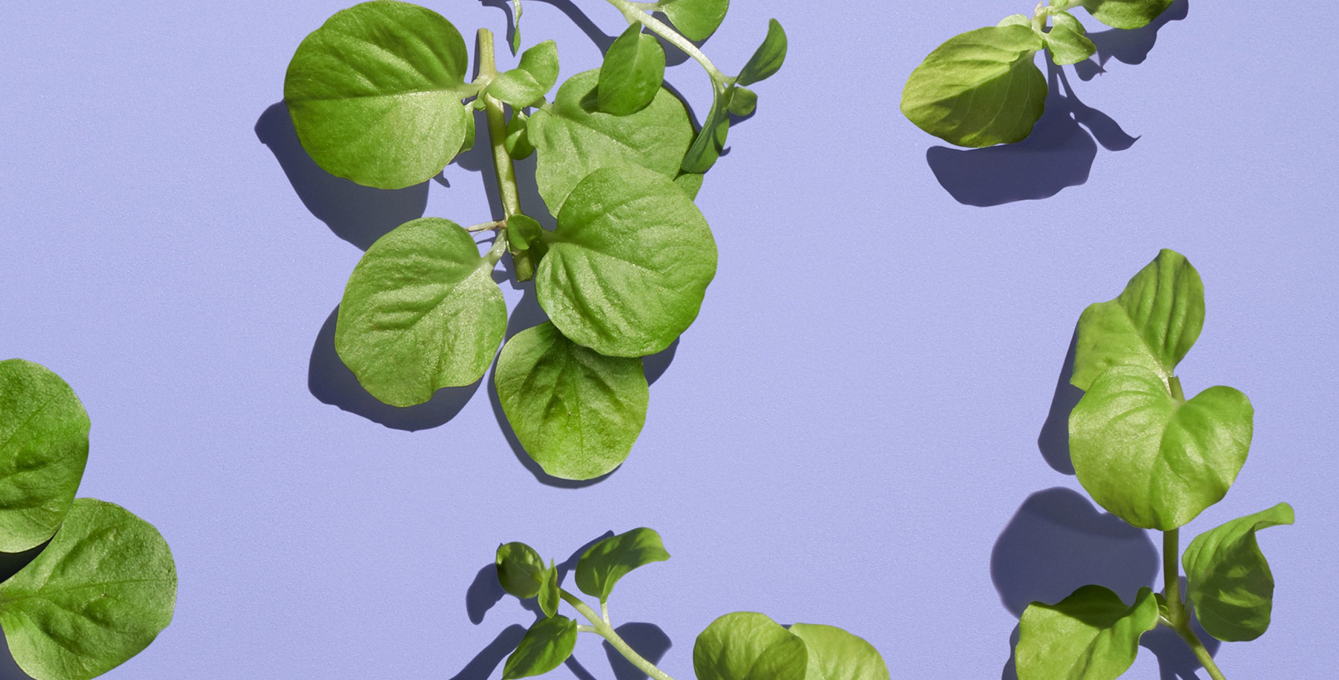 Ingredient: Watercress and Iris Root Extract