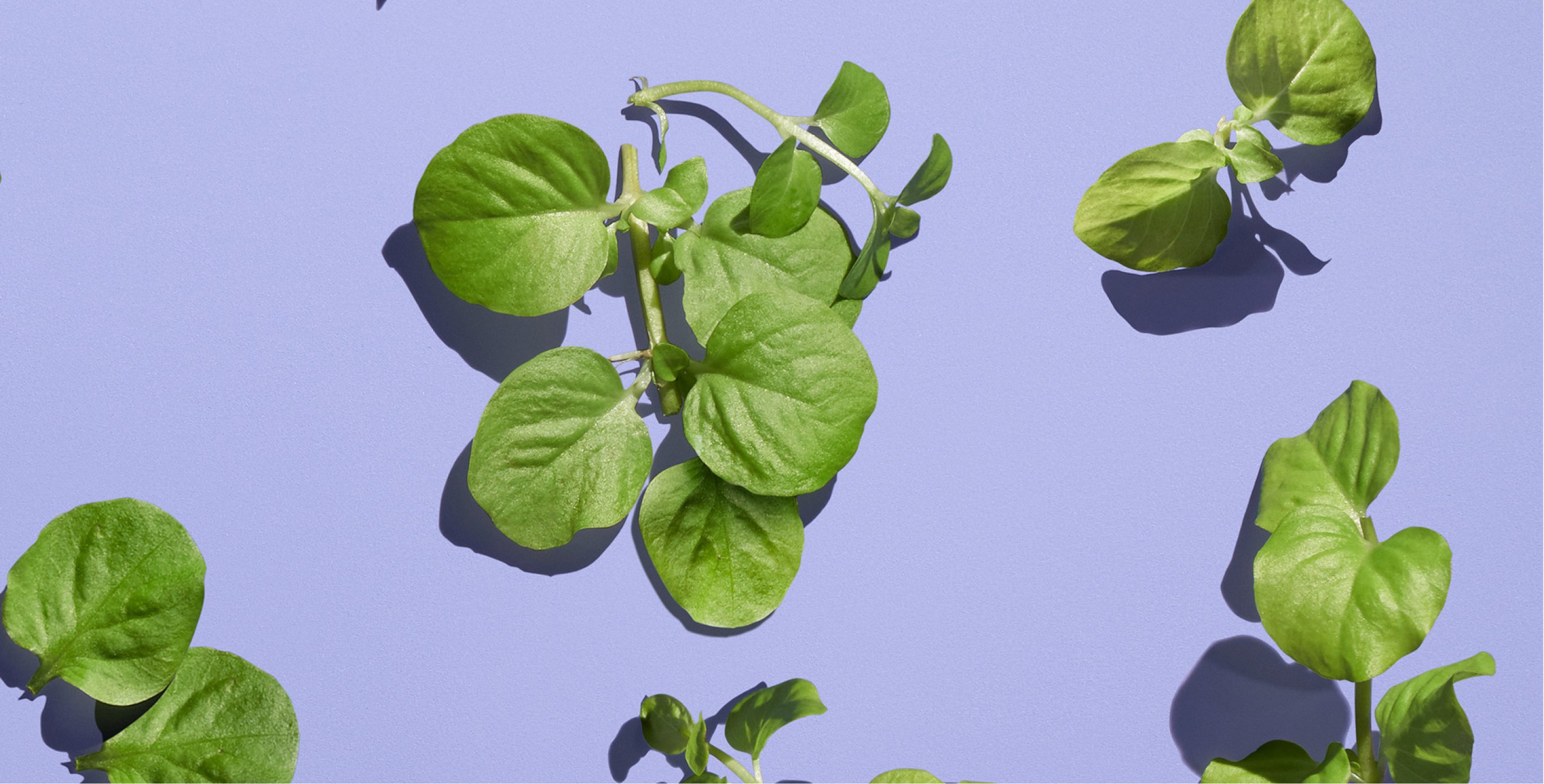 Ingredient: Watercress and White Lily Extract