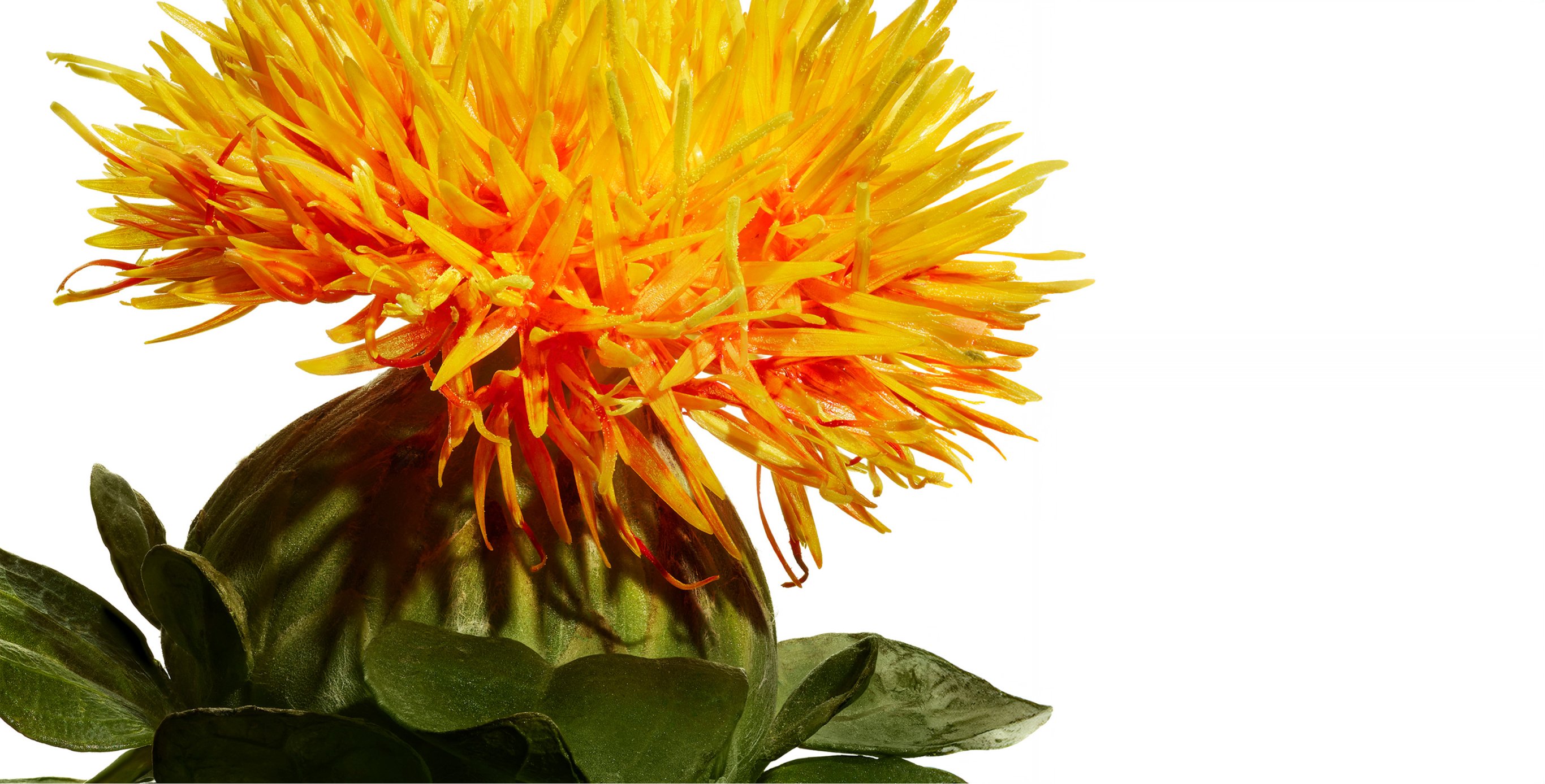 Ingredient: KURENAI-TruLift Complex (with Benibana Flower)