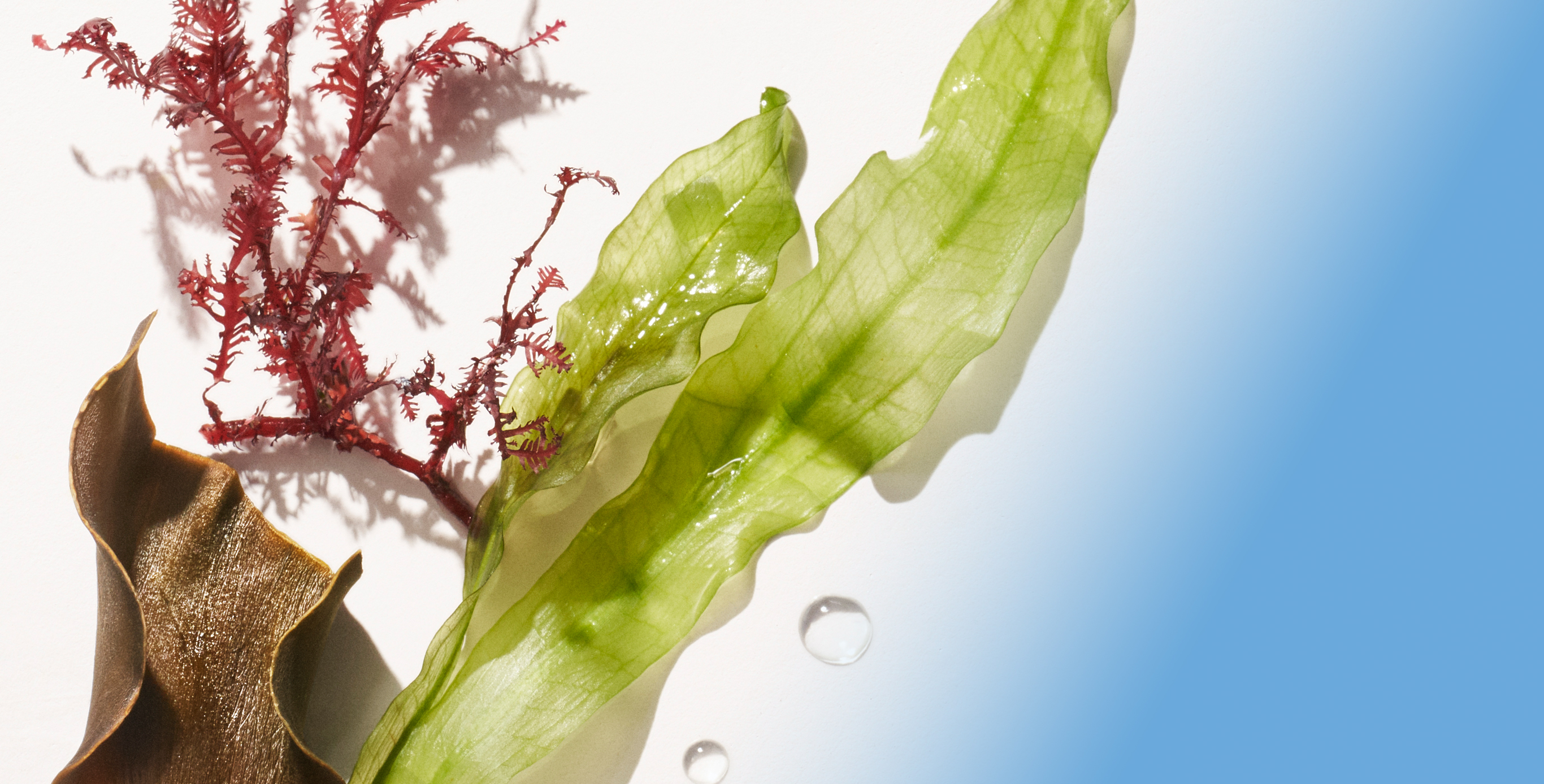 Ingredient: Algae Complex