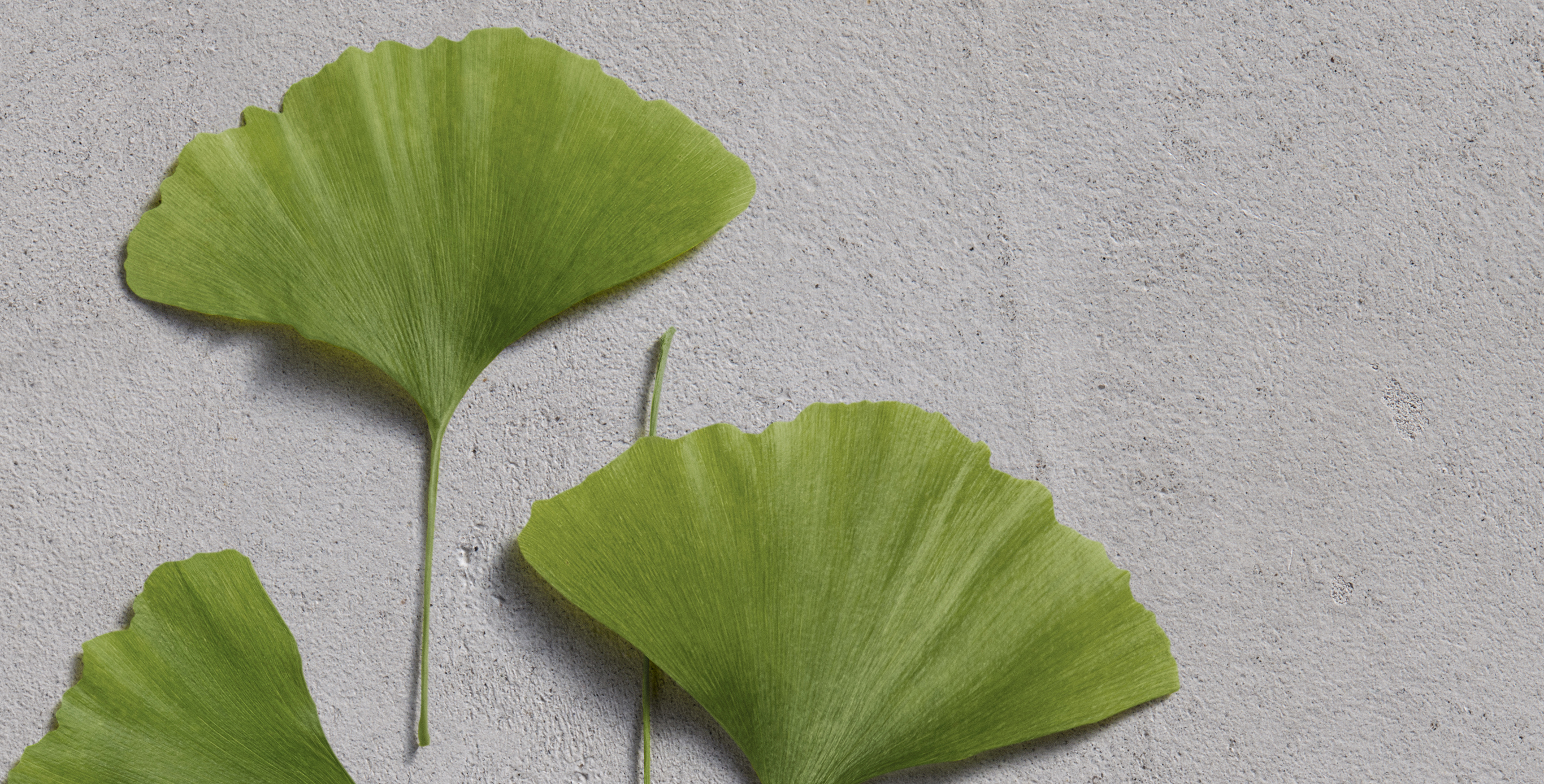 Ingredient: Gingko Leaf Extract