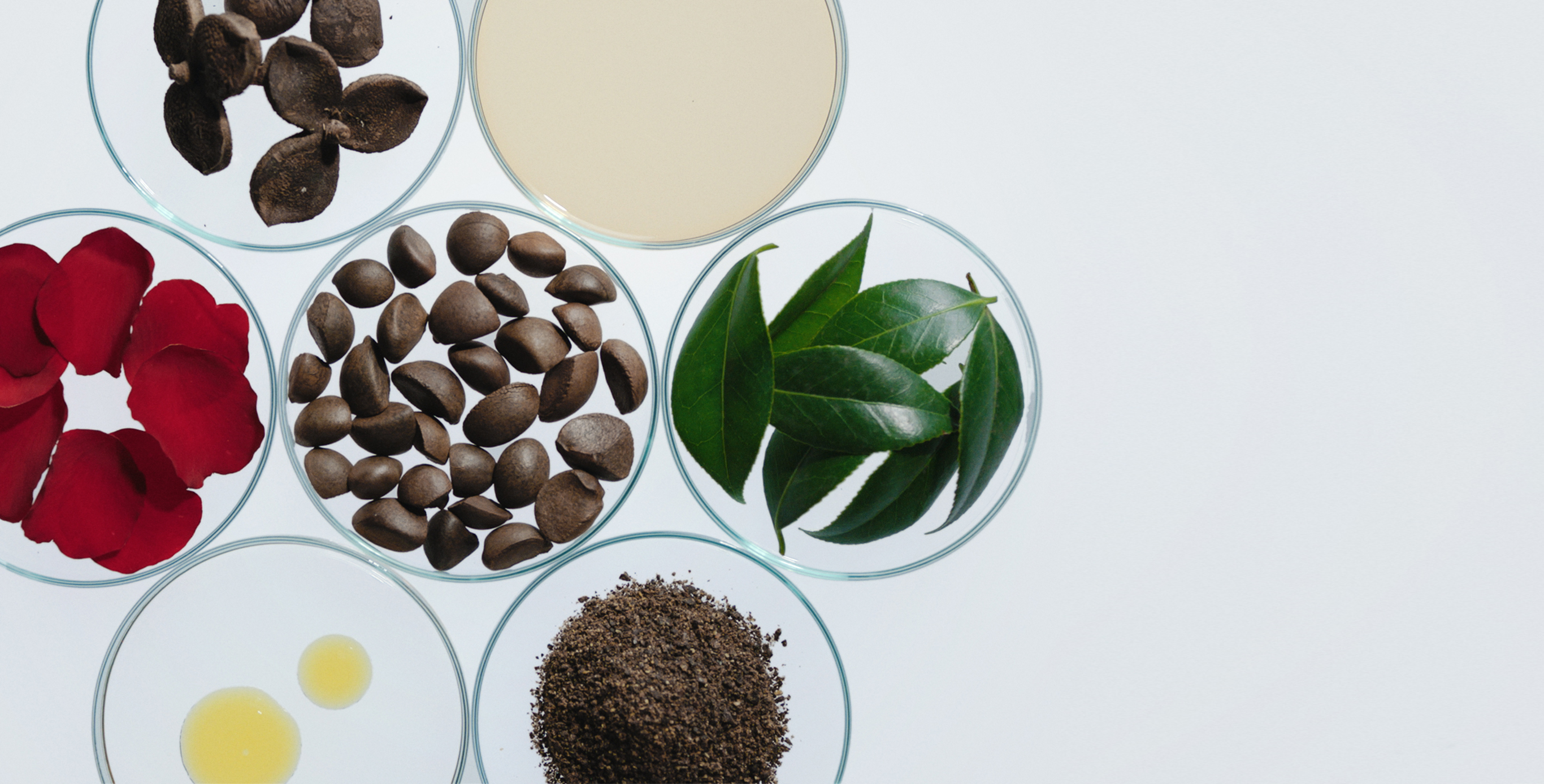 Ingredient: Camilia Seed Oil & Camelia Seed, Leaf, & Flower Extract