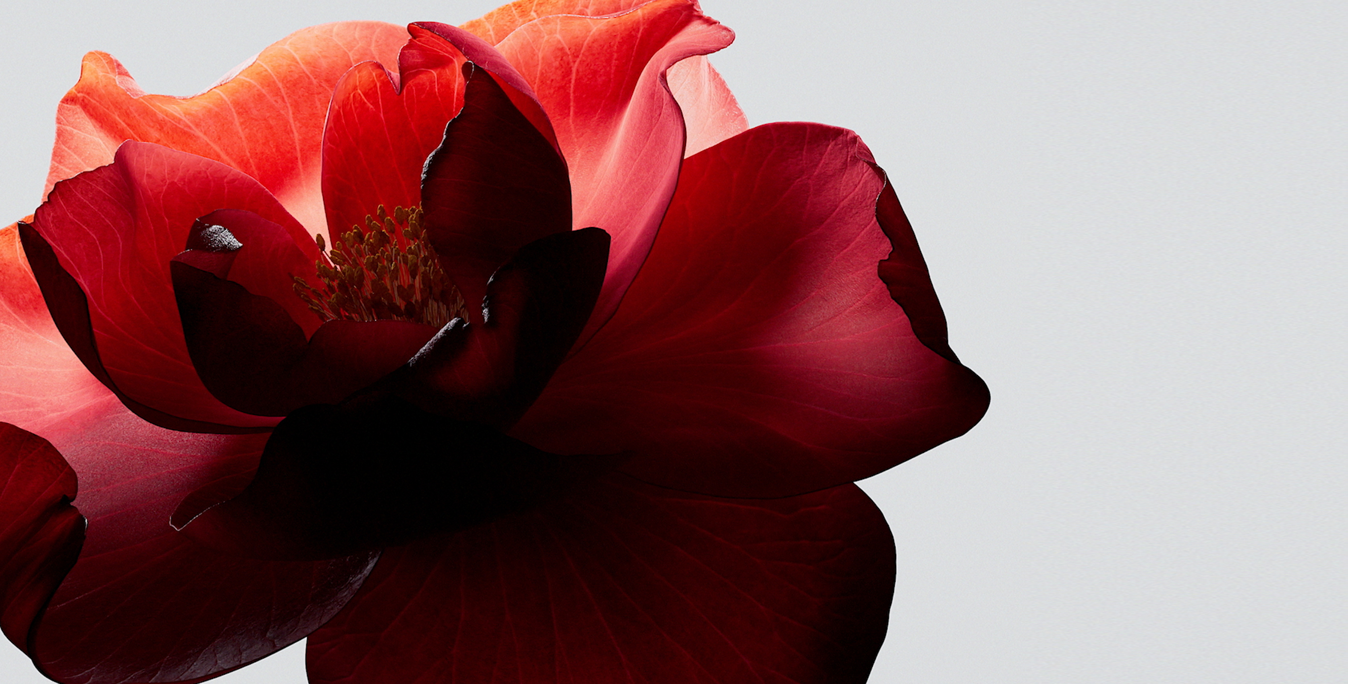 Ingredient: Fermented Camellia+