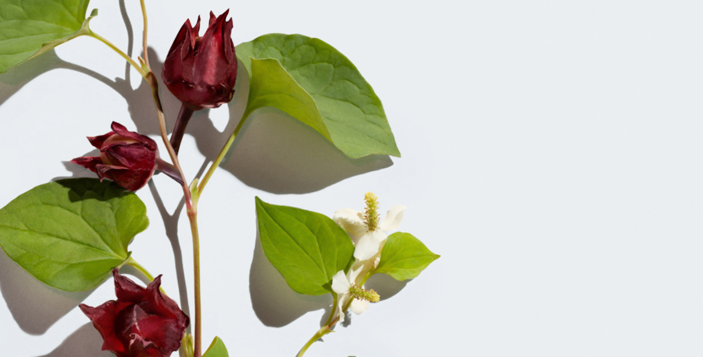 Ingredient: Heart Leaf & Fermented Roselle Extract