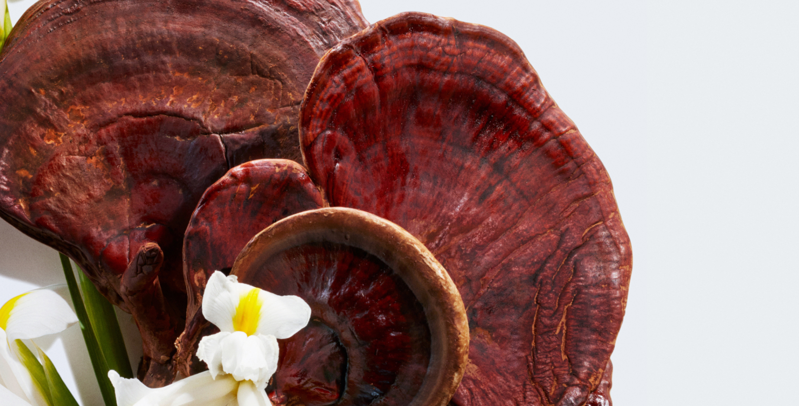 Ingredient: Reishi Mushroom & Iris Root Extract