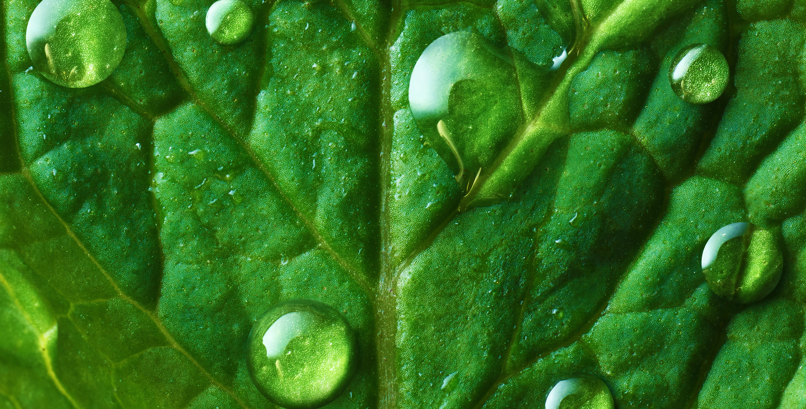 Ingredient: Japanese Enmei Herb Extract