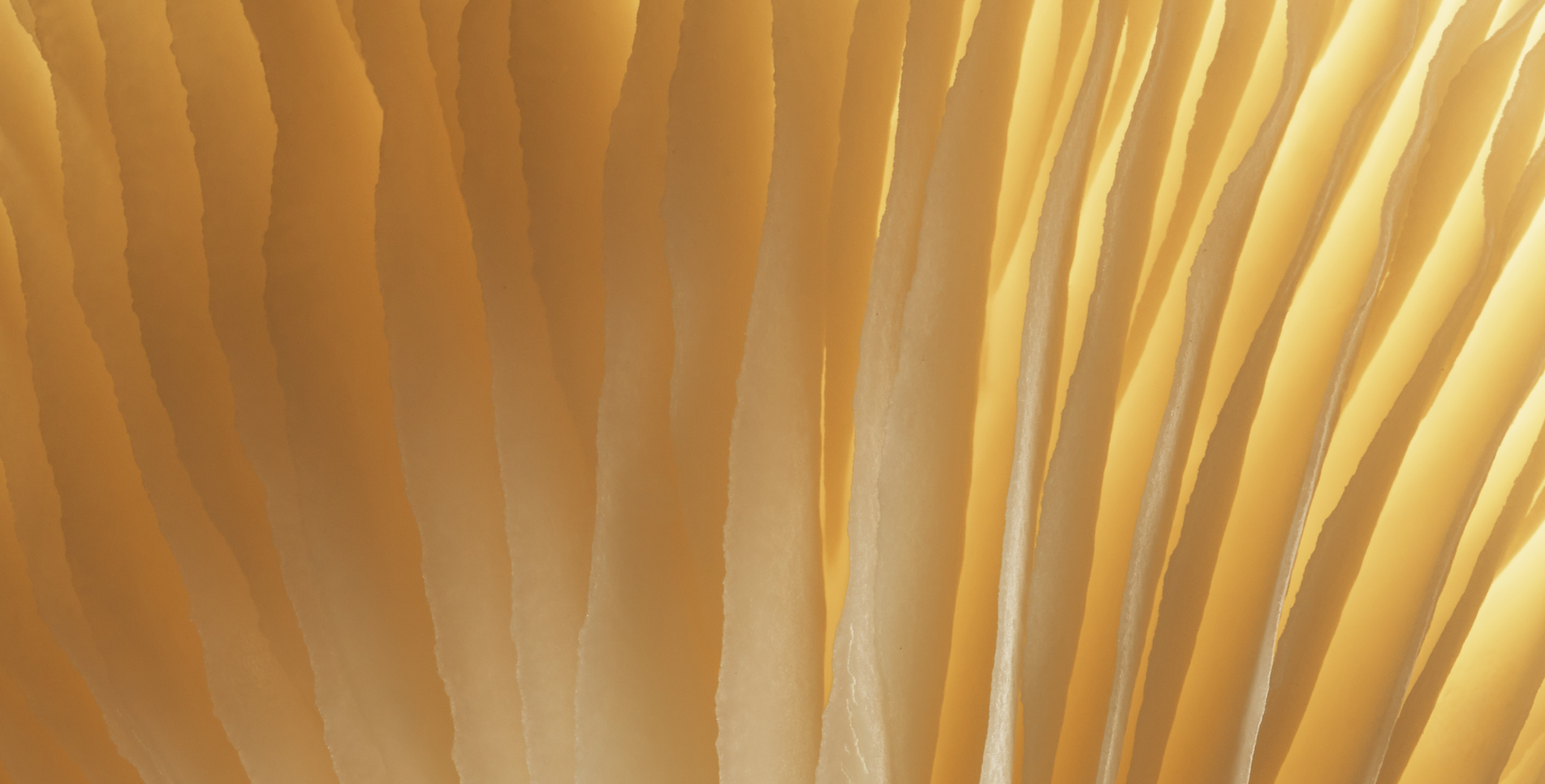 Ingredient: Golden Mushroom Complex