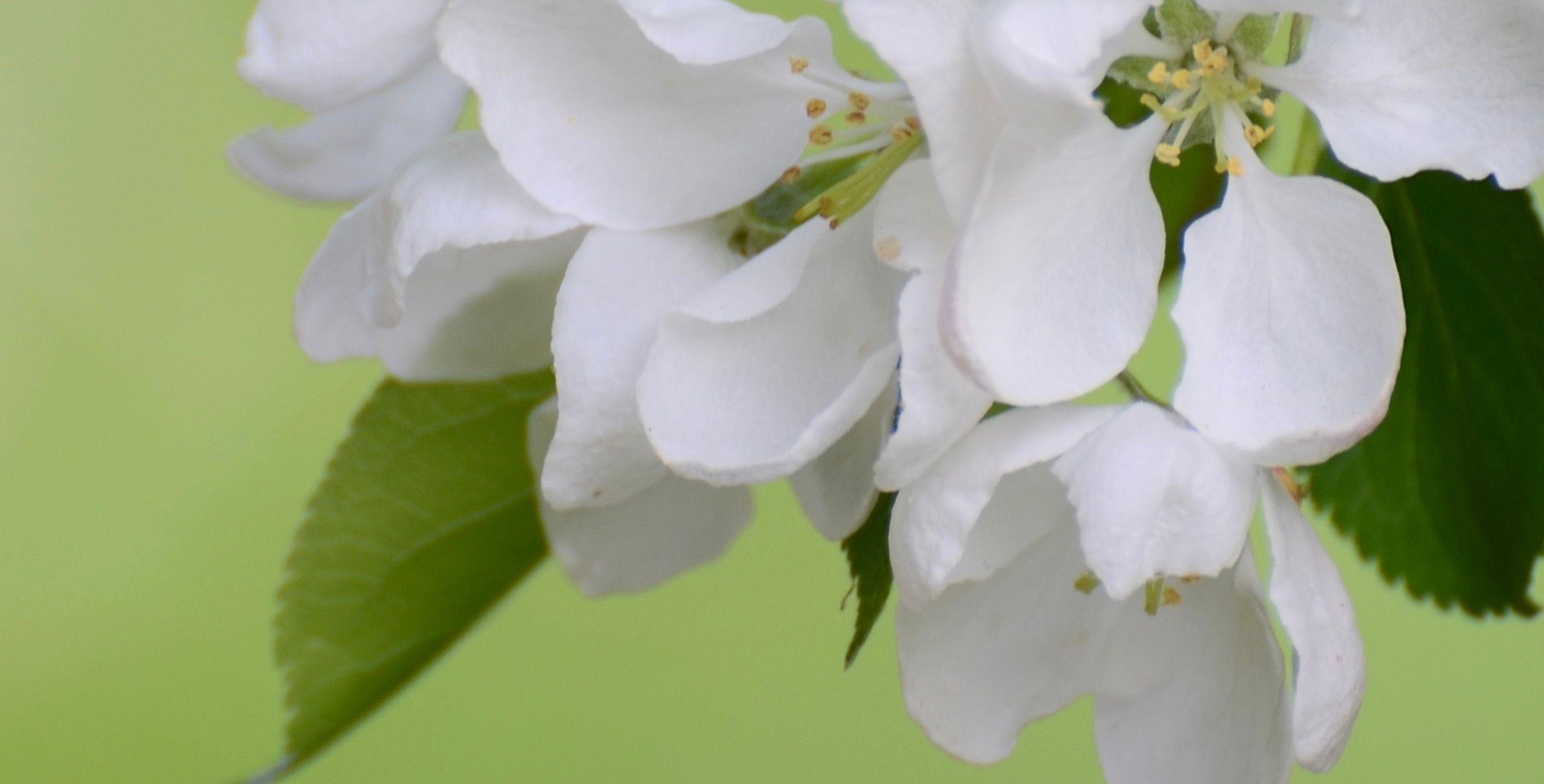 Ingredient: Sakura (Cherry Blossom Leaf) Extract and Peach Leaf Extract