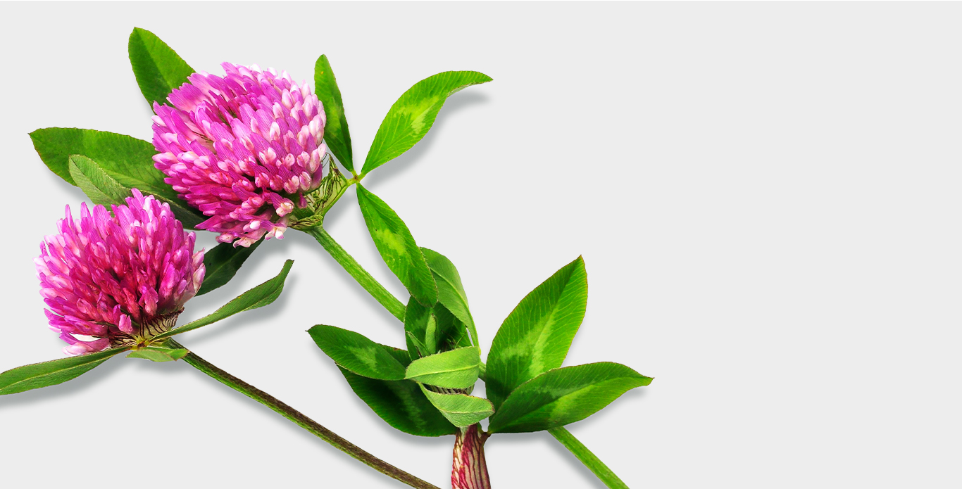 Ingredient: Red Clover Extract