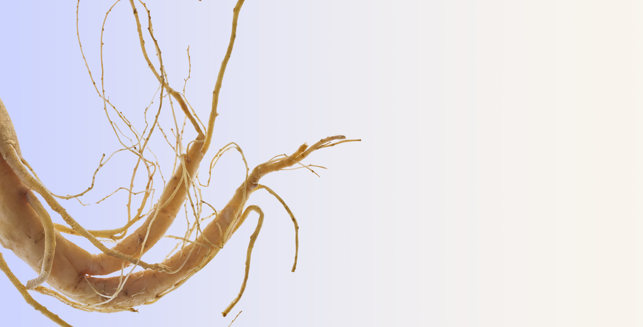 Ingredient: Ginseng Root Extract