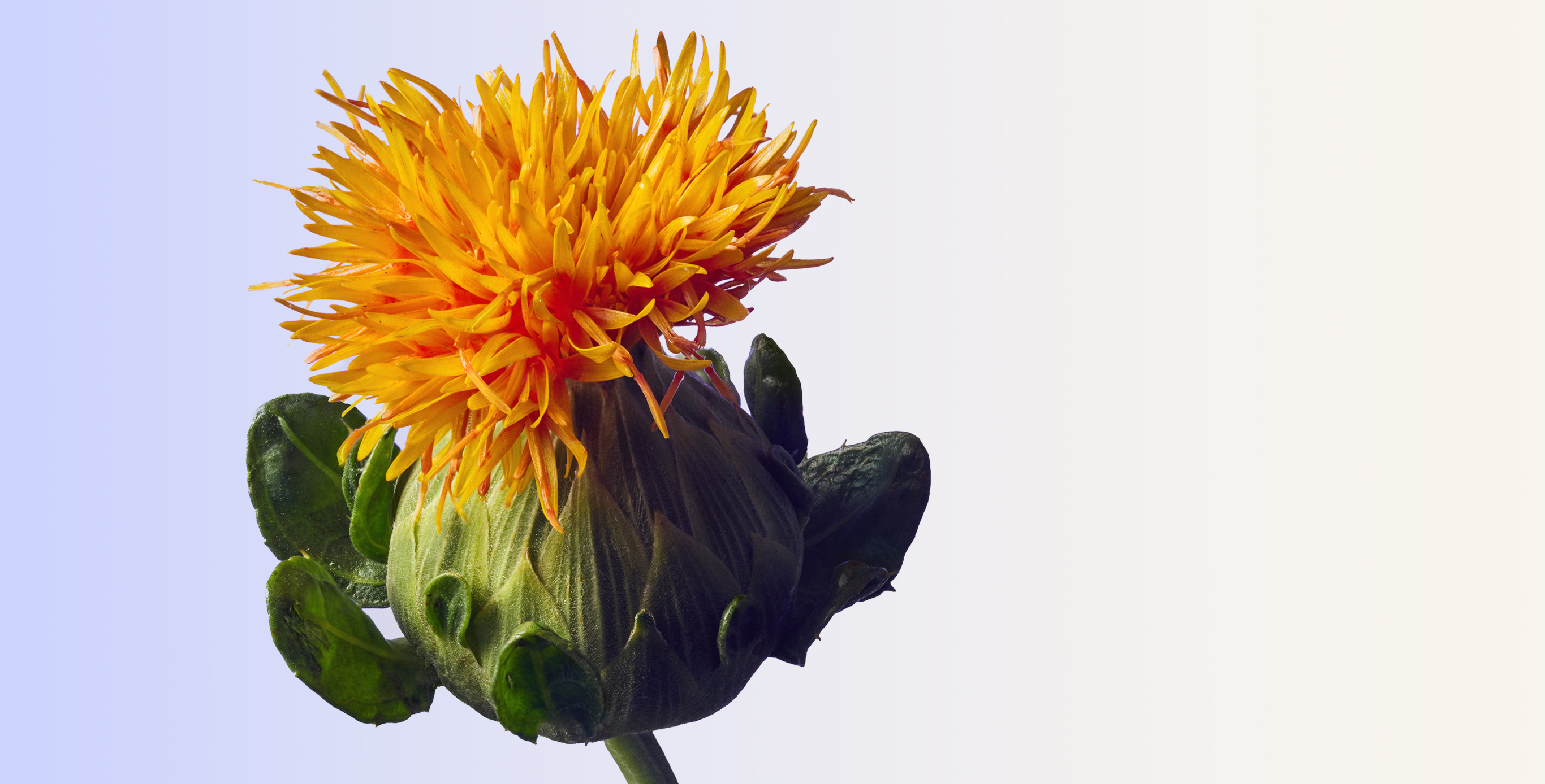 Ingredient: SafflowerRED&trade;